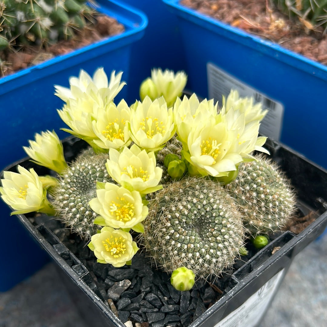 Rebutia minuscula