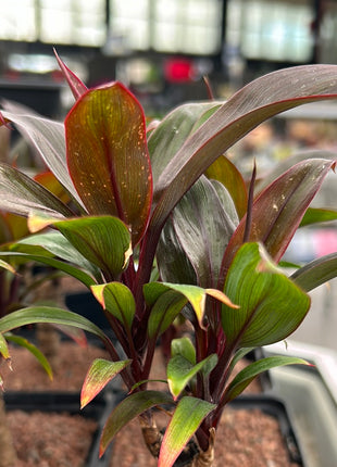 Cordyline fruticosa 'Rumba'
