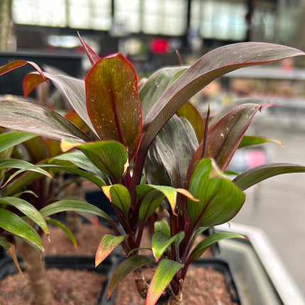 Cordyline fruticosa ‘Rumba’
