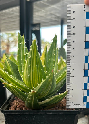 Aloe mitriformis f. variieren