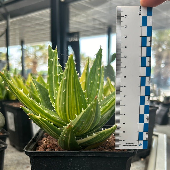 Aloe mitriformis f. variieren