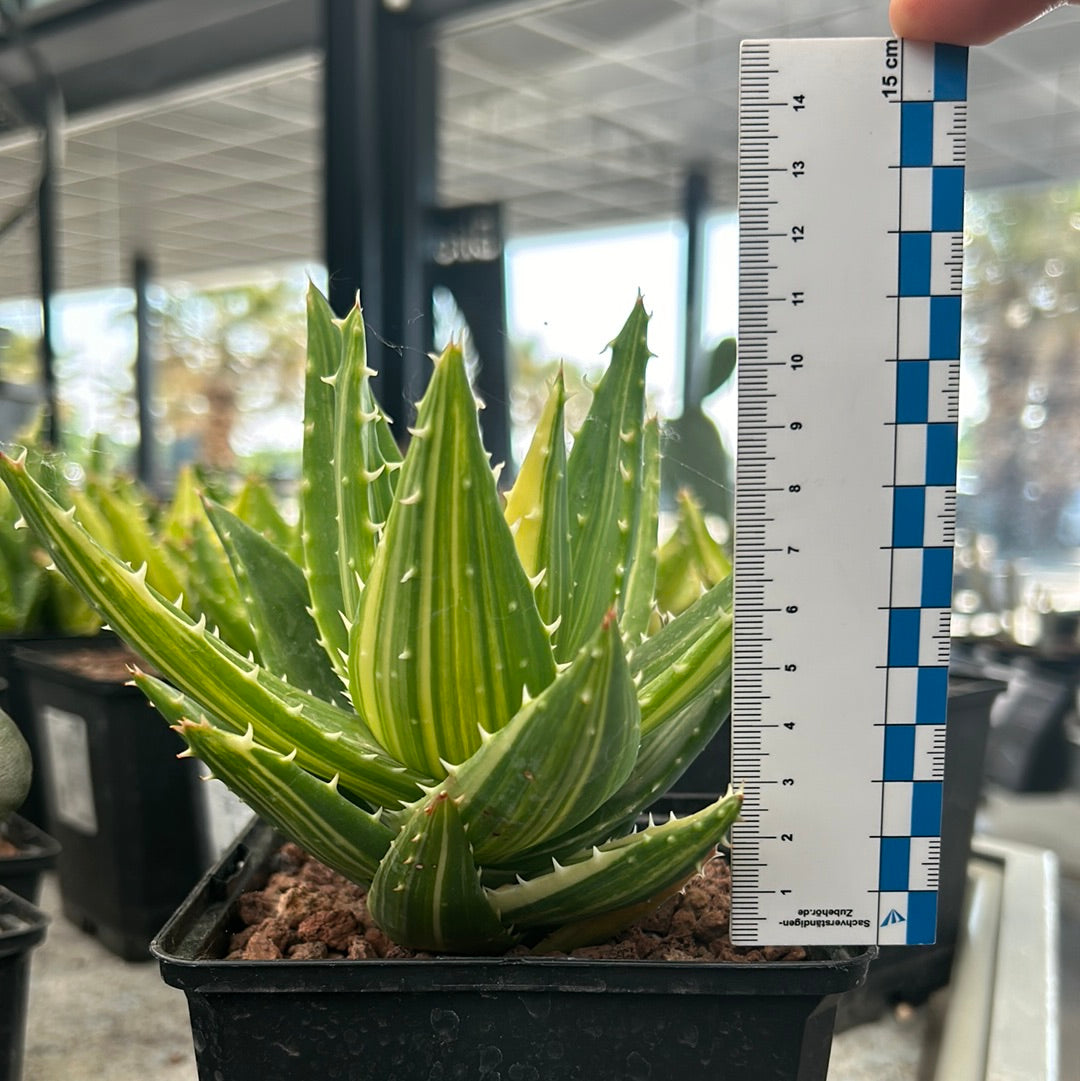 Aloe mitriformis variegata