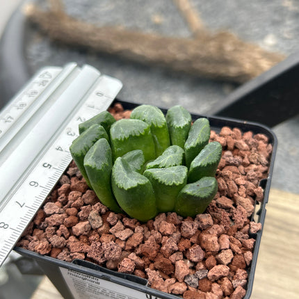 Haworthia maughanii
