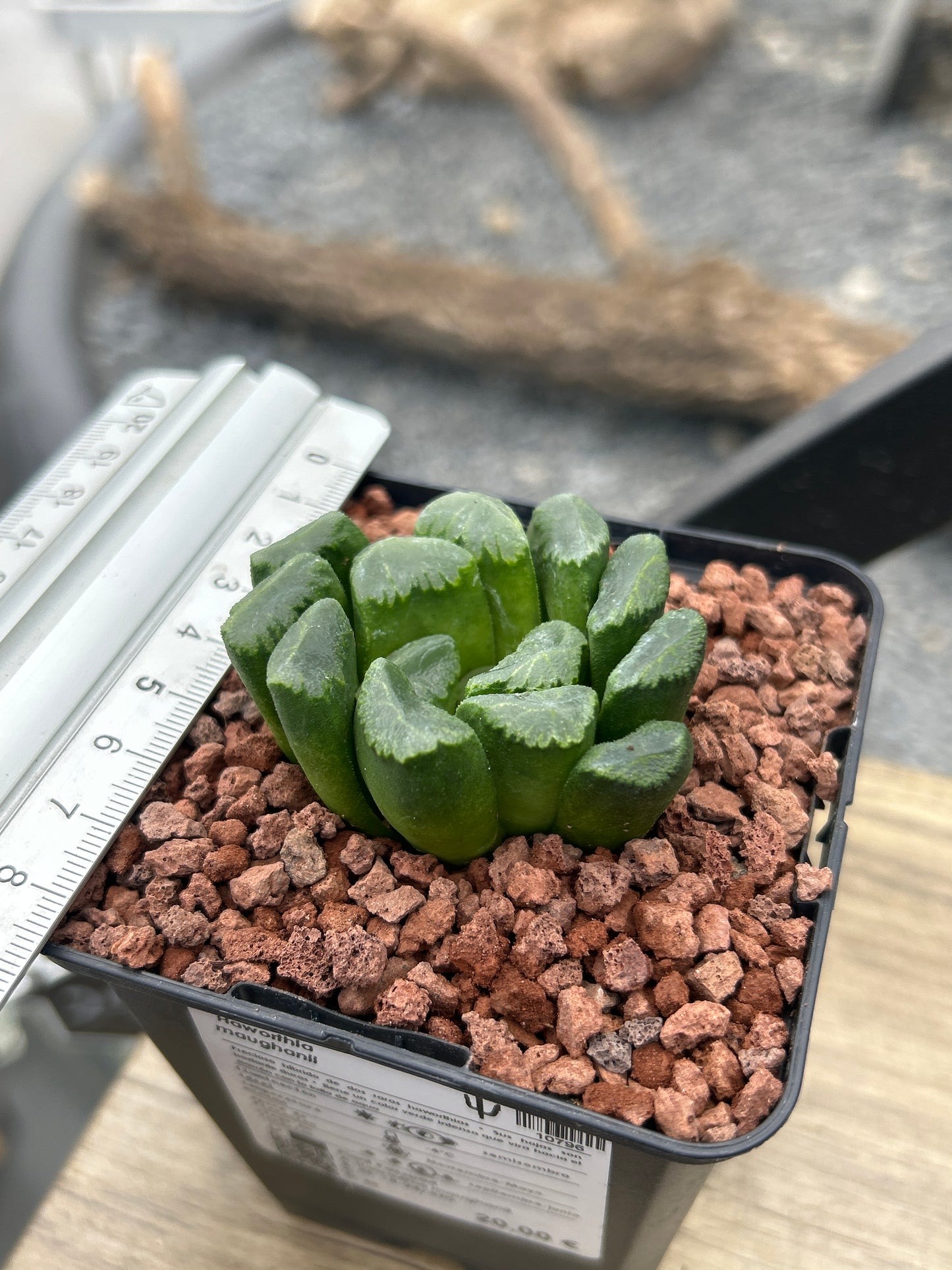 Haworthia maughanii