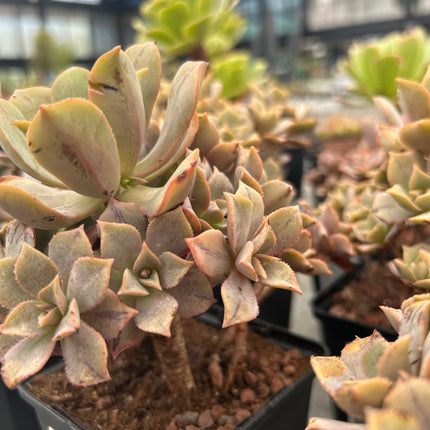 Aeonium 'Leucoblepharum'