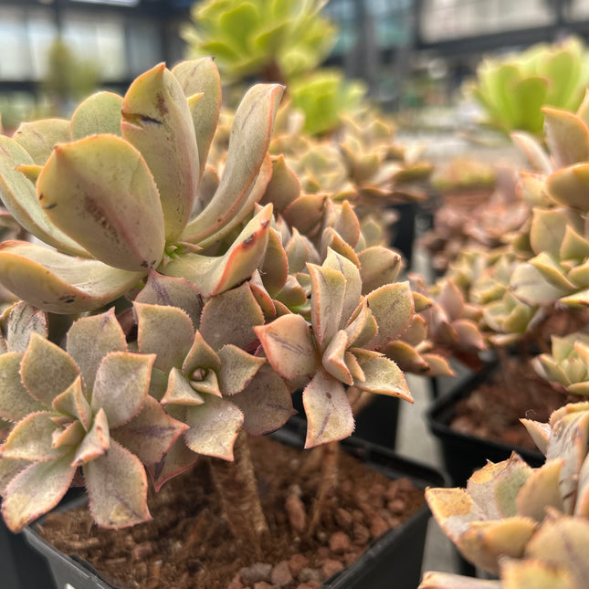 Aeonium ‘Leucoblepharum’