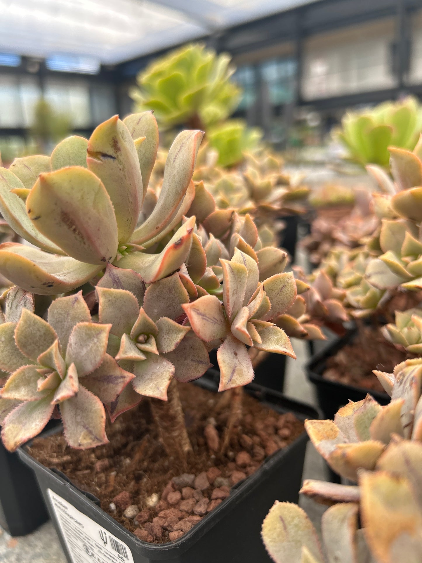 Aeonium ‘Leucoblepharum’