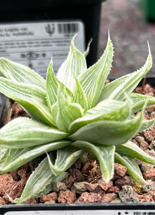 Haworthia cymbiformis 'Grey ghost'