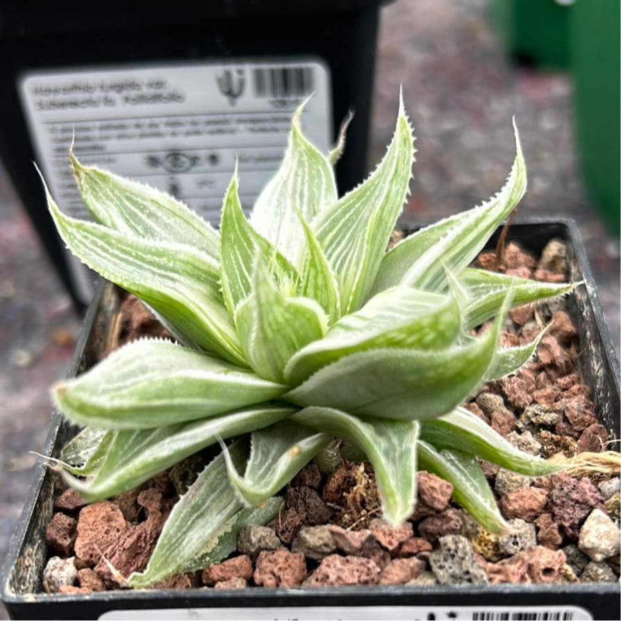 Haworthia 'Grey Ghost'