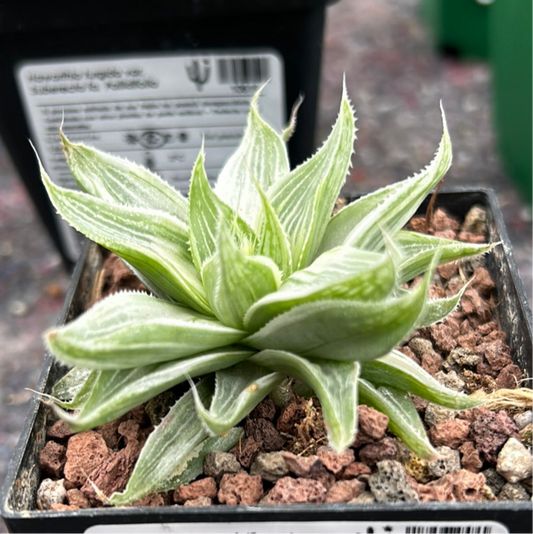 Haworthia 'Grey Ghost'