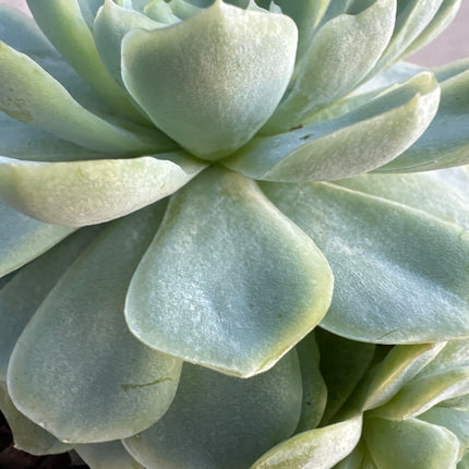 Echeveria 'Green Avalon'  | La rosa del Rey Arturo