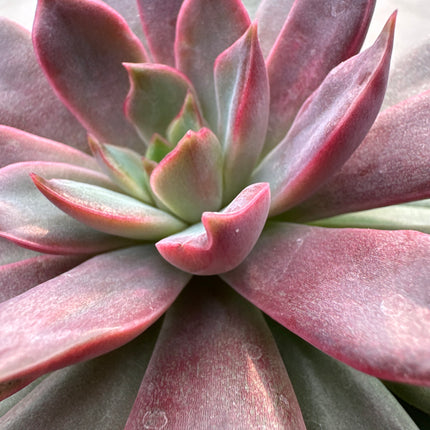 Echeveria 'Crimson' | La roseta carmesí