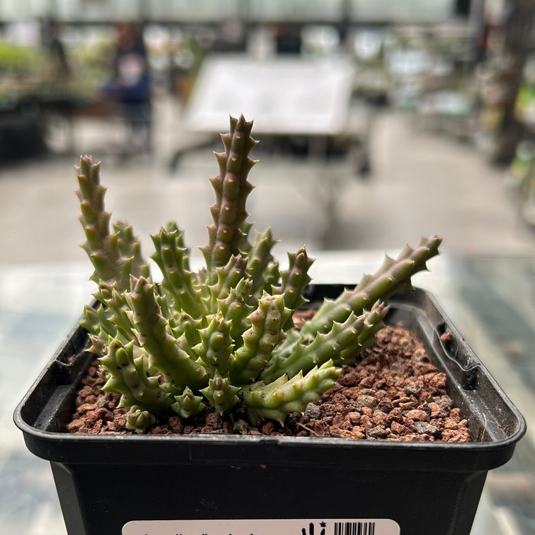 Stapelia divaricata ct 10