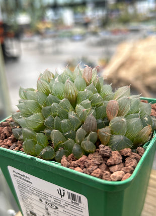 Haworthia gordoniana