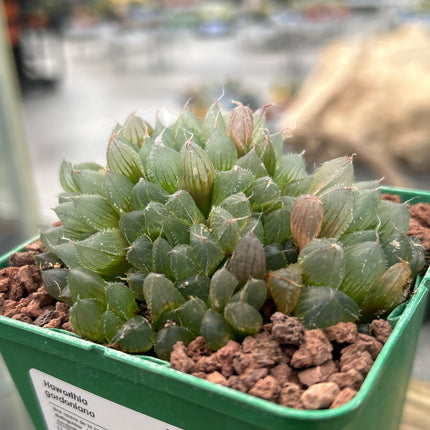 Haworthia gordoniana
