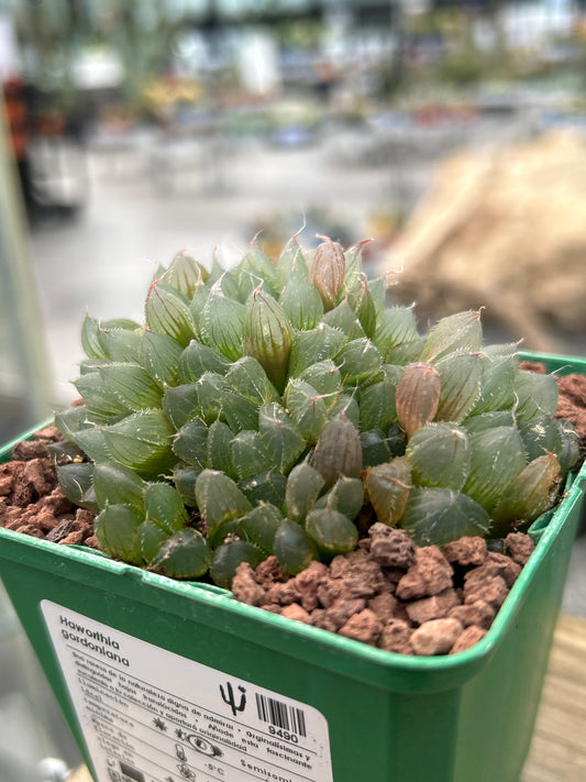 Haworthia gordoniana