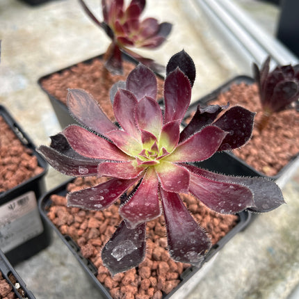 Aeonium arboreum 'Atropurpureum'