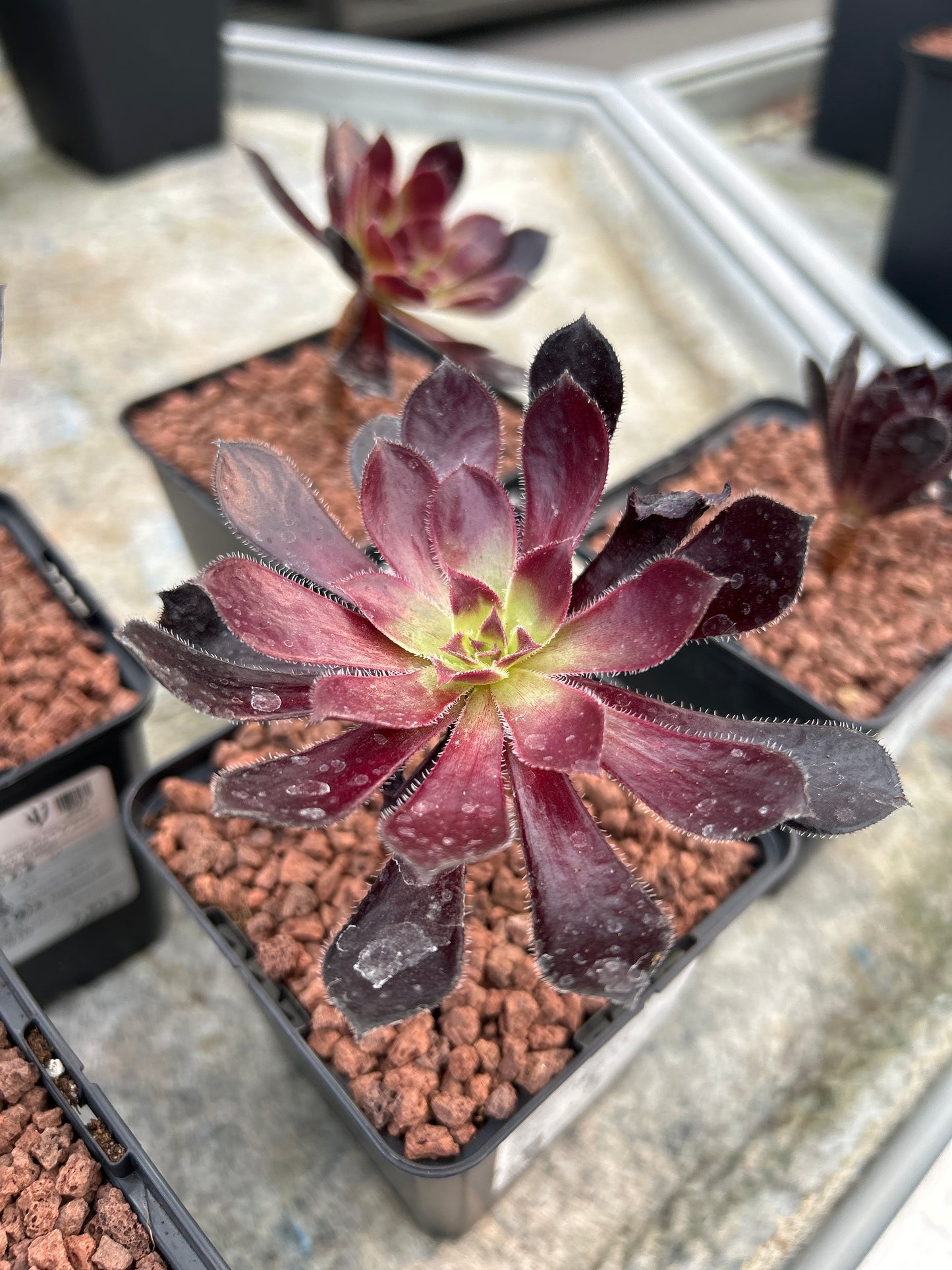 Aeonium arboreum ‘Atropurpureum’