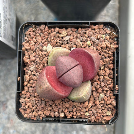 Pleiospilos nelii "Royal Flush"