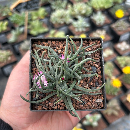 Marlothistella stenophylla