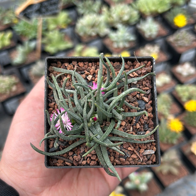 Marlothistella stenophylla