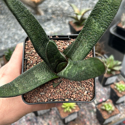 Gasteria batesiana