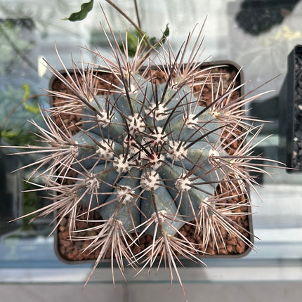 Melocactus azureus
