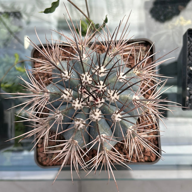 Melocactus azureus