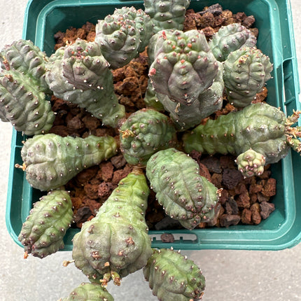 Euphorbia pseudoglobosa | Fausse Euphorbia globosa