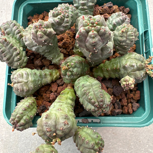 Euphorbia pseudoglobosa | Fausse Euphorbia globosa