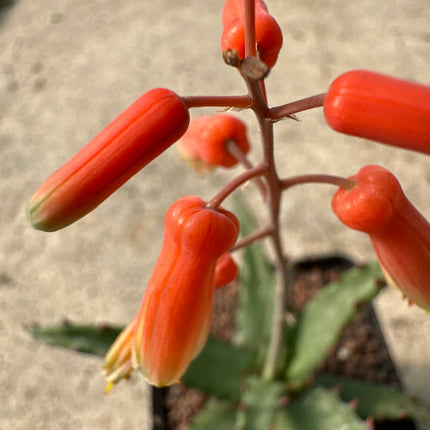 Aloe castilloniae | Sternförmige Aloe
