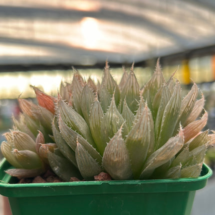 Haworthia cooperi var. hissui