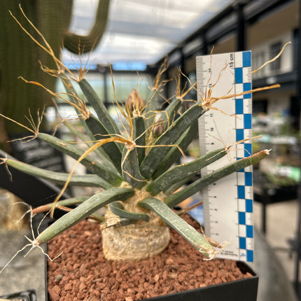 Leuchtenbergia principis