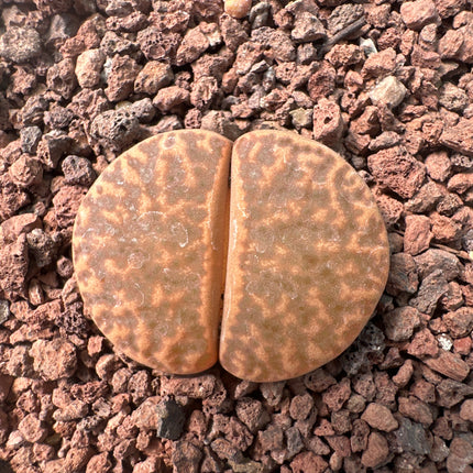 Lithops hookeri var. hookeri C053