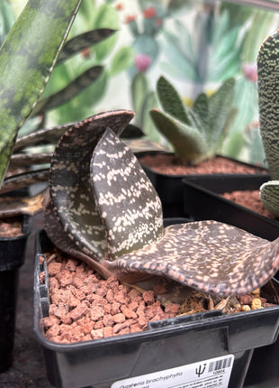 Gasteria brachyphylla var. bayeri