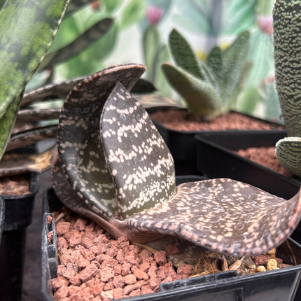 Gasteria brachyphylla var. bayeri