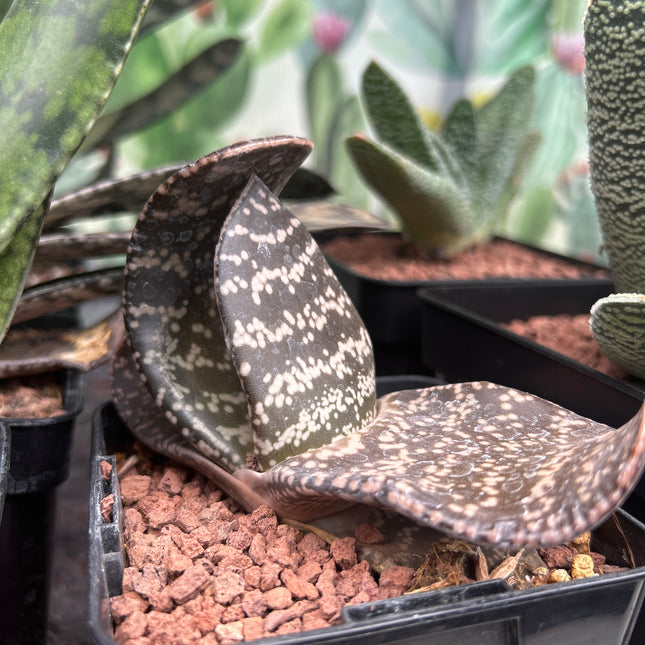 Gasteria brachyphylla var. bayeri