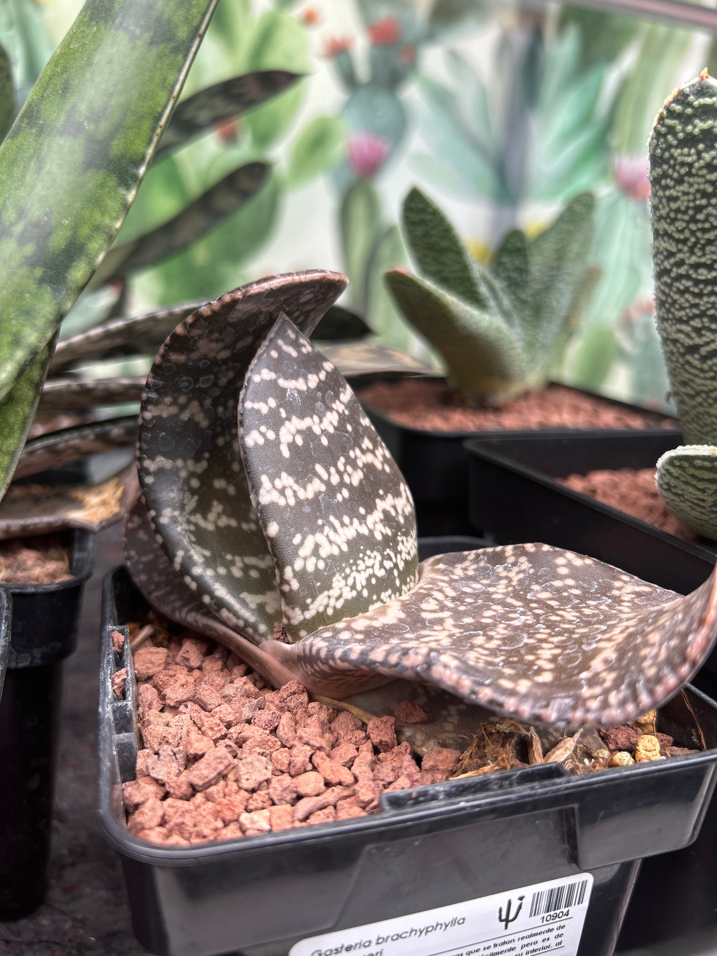 Gasteria brachyphylla var. bayeri