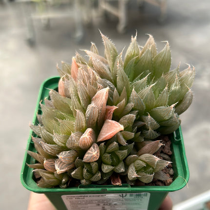 Haworthia cooperi var. hissui