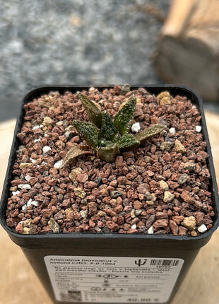 Ariocarpus bravoanus v. hintonii CITES P-IT-1004