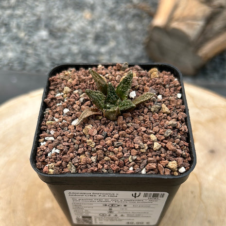 Ariocarpus bravoanus v. hintonii CITES P-IT-1004