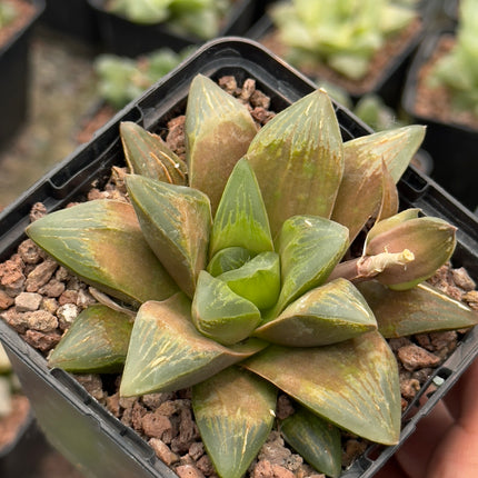 Haworthia ‘Rusty Flare’