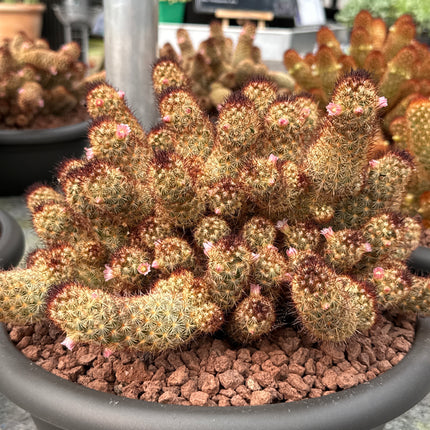 Mammillaria elongata var. rubispina roseiflora