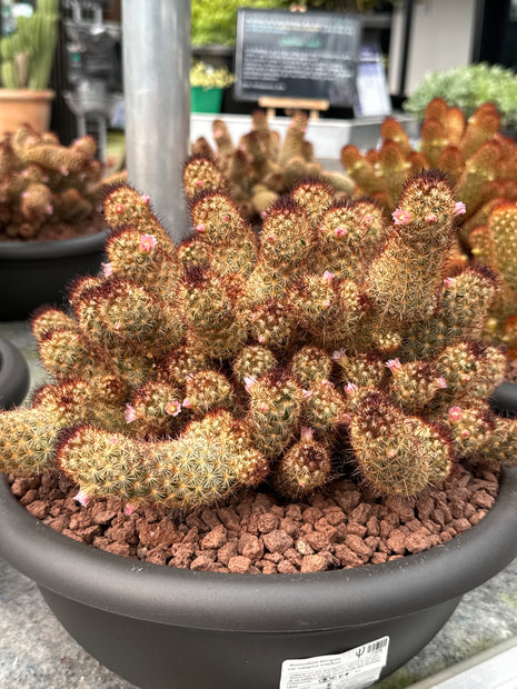 Mammillaria elongata var. rubispina roseiflora