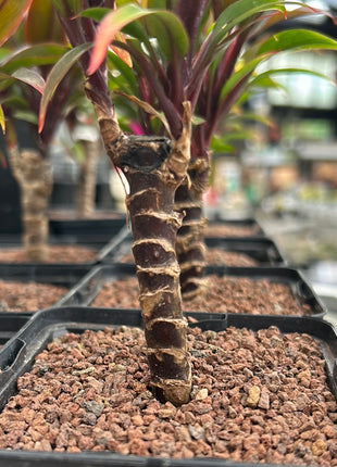 Cordyline fruticosa 'Rumba'