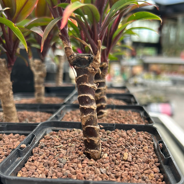 Cordyline fruticosa 'Rumba'