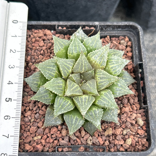 Haworthia multifolia IB16779
