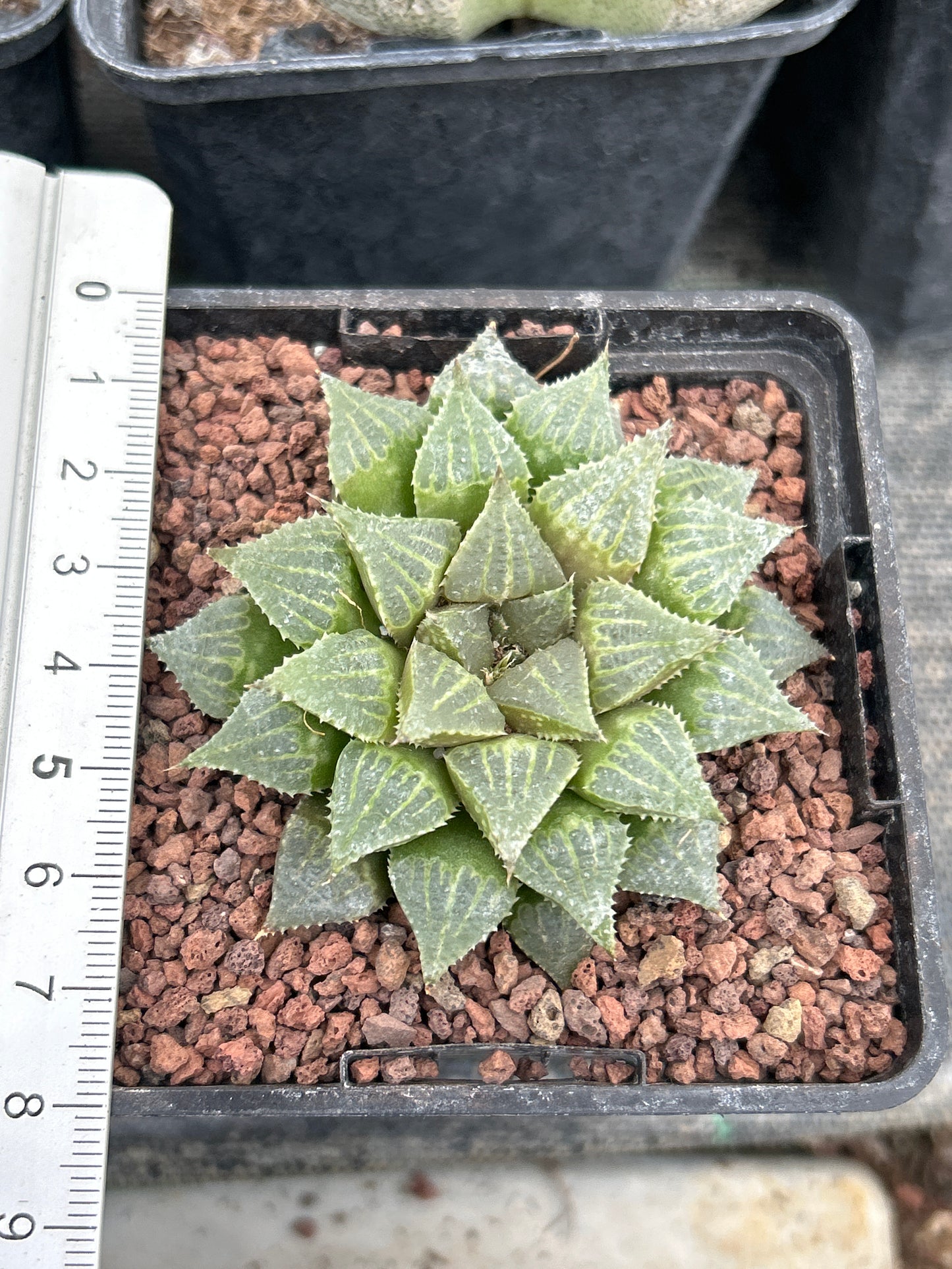 Haworthia multifolia IB16779