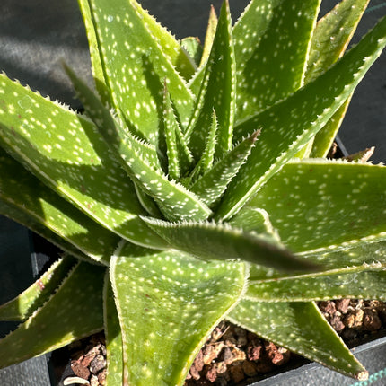 x Gasteraloe ‘Doreen’