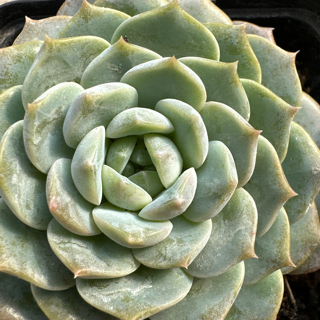 Echeveria 'Odyssey' | La Odisea de Jade y Coral